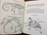 Animal Skeletons by Judith Janda Presnall, Hardcover, Illustrated, Franklin Watts