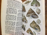 Seashells of North America: A Guide to Field Identification, A Golden Field Guide, Vintage 1968, Profusely Illustrated