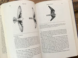 Hawks in Flight by Dunne, Sibley and Sutton, HC DJ, Nature, Birds, Illustrated