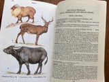 A Field Guide to the Mammals of Africa by Theodor Haltenorth and Helmut Diller