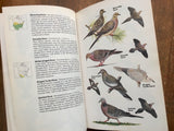 Field Guide to the Birds of North America, Vintage 1983, 1st Edition, Illustrated, National Geographic Society