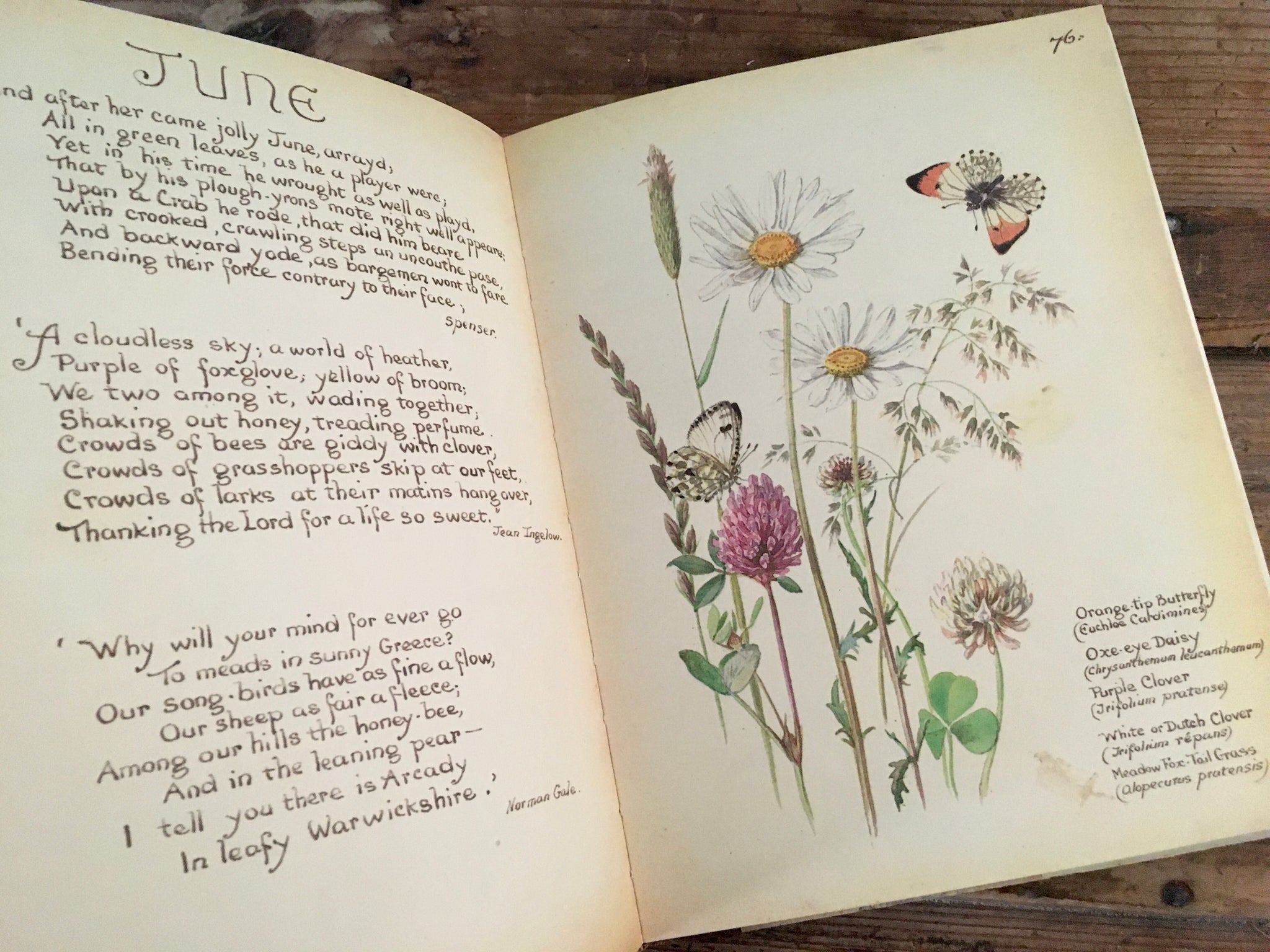 Country diary: delighted by daisies, Wild flowers