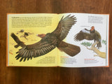 Eagles, Hawks, and Owls, Golden Junior Guide, Nature, Vintage 1994, HC, Birds