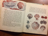The First Book of Sea Shells by Betty Cavanna, Illustrated by Marguerite Scott, Vintage 1955, 1st Printing, Hardcover Book with Dust Jacket, Illustrated