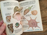 Sea Shells of the World, Golden Nature Guide, PB, Illustrated, Reference
