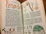 Pond Life, A Golden Nature Guide, Vintage 1967