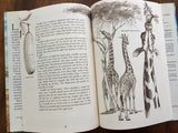 Giraffes, the Sentinels of the Savannas, by Helen Roney Sattler, Illustrated by Christopher Santoro, Vintage 1989, First Edition, Hardcover Book with Dust Jacket