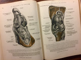 An Atlas of Human Anatomy for Students and Physicians by Carl Toldt, M.D., Volume 1, Vintage 1942, Hardcover Book, Illustrated
