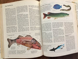 ABC’s of Nature, Reader's Digest, Vintage 1984, Hardcover Book with Dust Jacket
