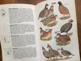 Field Guide to the Birds of North America, Vintage 1983, 1st Edition, Illustrated, National Geographic Society