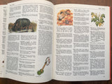 The Illustrated Children’s Dictionary, Vintage 1984, Large HC, Lovely Illustrations