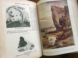 The Wonder Book of Nature for Boys and Girls with 11 Colour Plates and Nearly 350 Illustrations, Edited by Harry Golding, Third Edition, Vintage, Hardcover Book