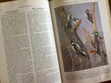 The Book of Birds, National Geographic Society, Vintage 1937, Hardcover Books, Illustrated
