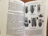 Beetles by Richard E. White, Peterson Field Guides, Vintage 1983, 1st Edition, Hardcover Book with Dust Jacket in Mylar