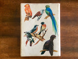 Birds of the World by David Stephen, Illustrated by Takeo Ishida, Vintage 1973, Hardcover Book