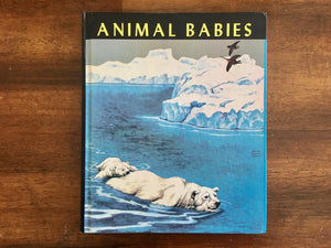 Animal Babies by Margaret Jean Bauer, Illustrated by Jacob Bates Abbott, Vintage 1972