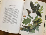 Favorite Audubon Birds of America, Peterson, Vintage 1990s, Nature Study
