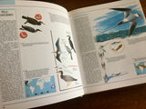 The Great Book of Birds, Illustrated Guide to 600 Species and Their Environments