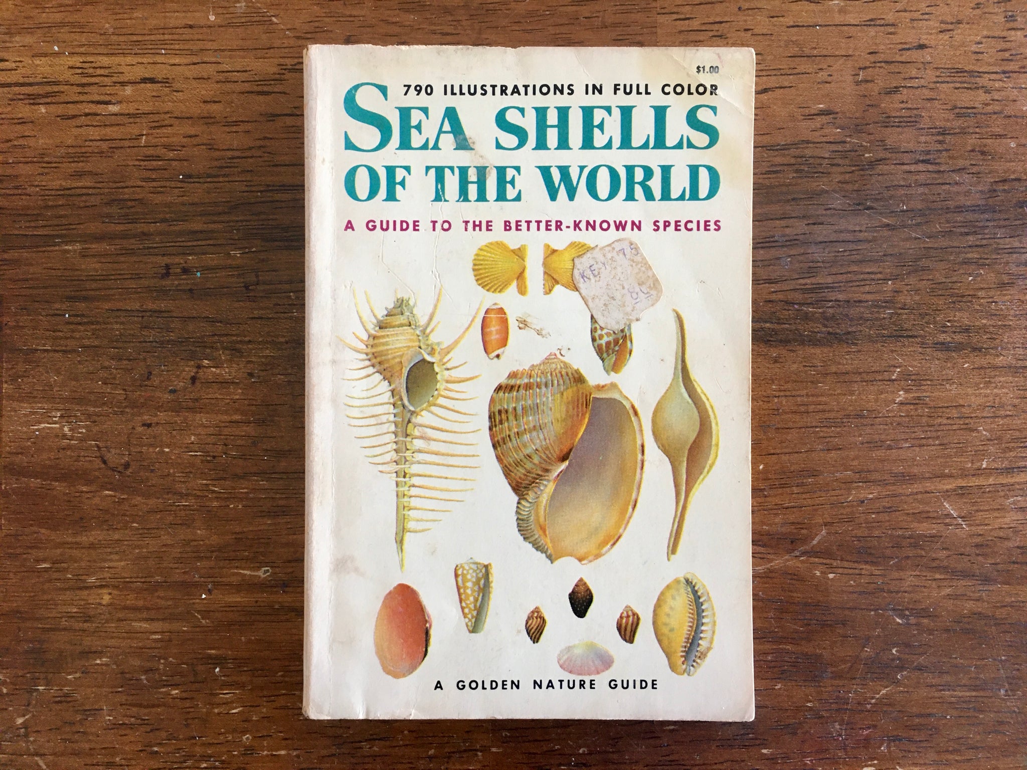 The Mystery of Shells - Childhood By Nature