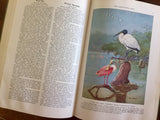 The Book of Birds, National Geographic Society, Vintage 1937, Hardcover Books, Illustrated