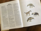 Macmillan Illustrated Animal Encyclopedia, Edited by Dr. Philip Whitfield, Foreword by Gerald Durrell, Vintage 1984, Hardcover Book with Dust Jacket