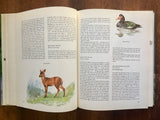 Animals of the Americas, Dr. Jiri Felix, Illustrated, Vintage 1982, HC DJ, Nature